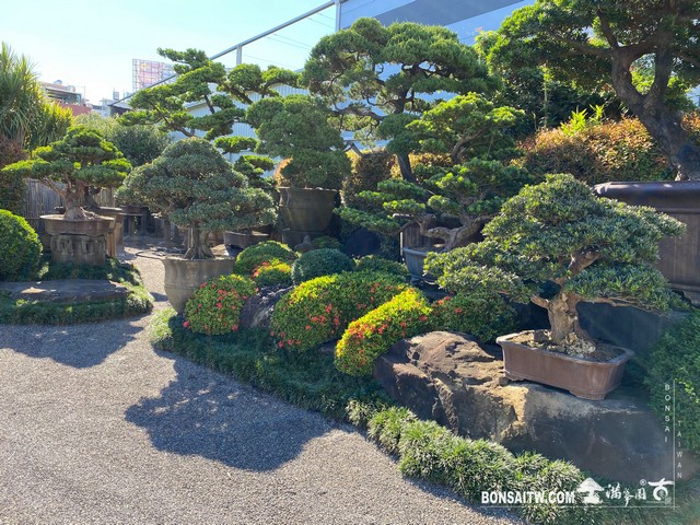 005 1 [滿峯園古美樹]園內實景(3) 我們的作品(Our Design)