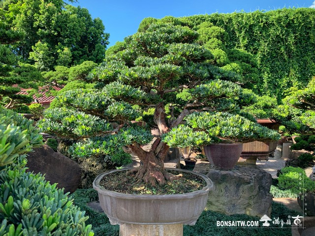 005 [晶鑽羅漢松]整理 盆栽(Bonsai)