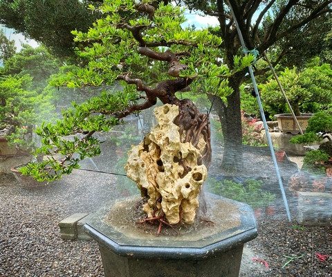 006 3 [樹石共生]羅漢松 附石盆景(rock with tree)