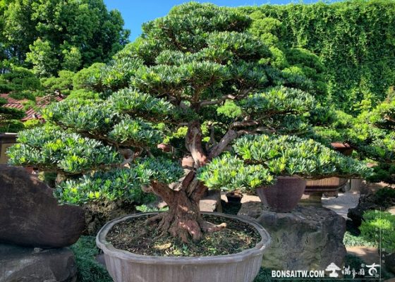 006 [晶鑽羅漢松]整理 盆栽(Bonsai)