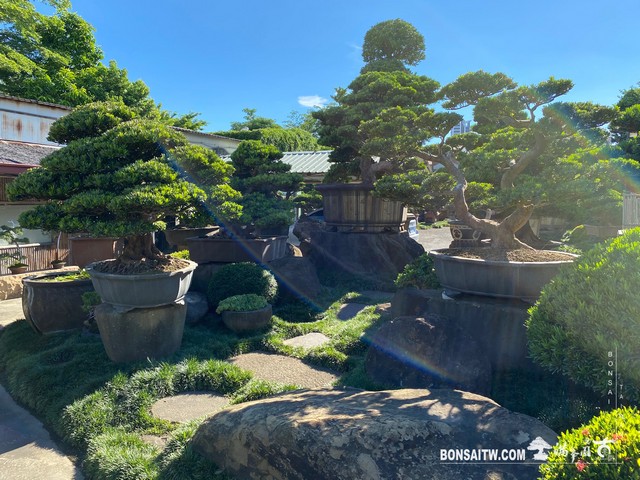 007 2 [滿峯園古美樹]園內實景(3) 我們的作品(Our Design)