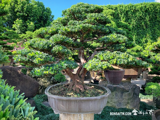 007 [晶鑽羅漢松]整理 盆栽(Bonsai)