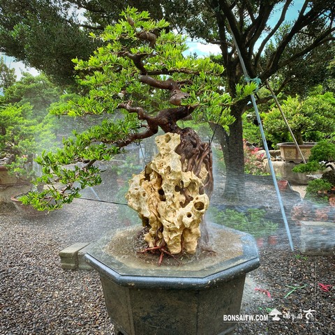 008 3 [樹石共生]羅漢松 盆栽(Bonsai)