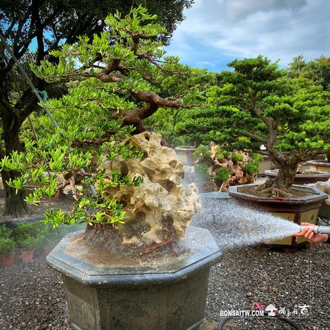 009 1 [樹石共生]羅漢松 盆栽(Bonsai)