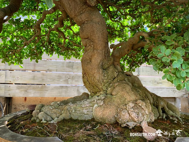 011 [大型盆栽]石朴 盆栽(Bonsai)