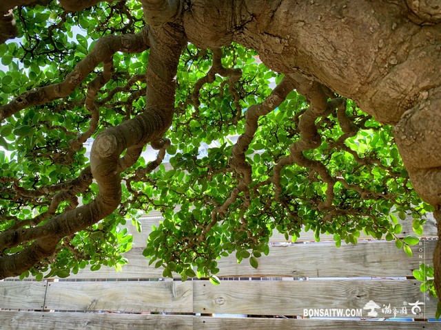 012 [大型盆栽]石朴 盆栽(Bonsai)
