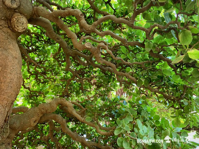 013 [大型盆栽]石朴 盆栽(Bonsai)