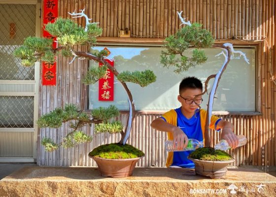 101 [真柏]手工澆水 盆栽(Bonsai)