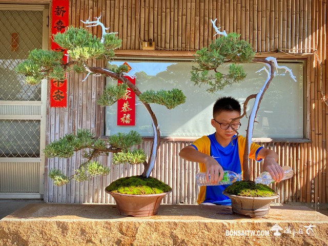 101 [真柏]手工澆水 盆栽(Bonsai)