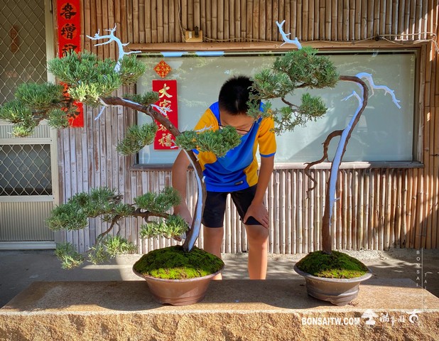 102 [真柏]手工澆水 盆栽(Bonsai)