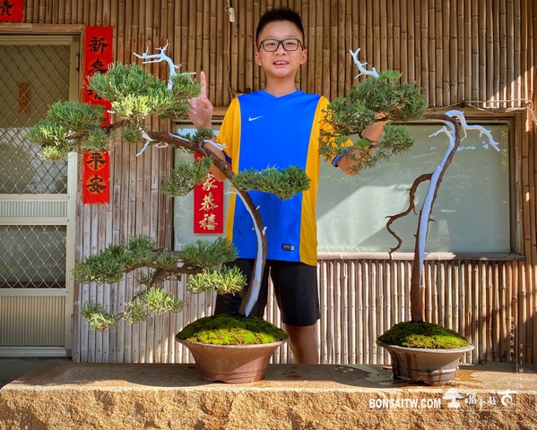 103 [真柏]手工澆水 盆栽(Bonsai)