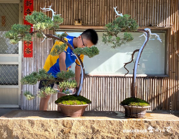 104 [真柏]手工澆水 盆栽(Bonsai)