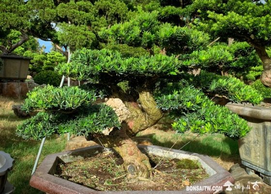 107 [晶鑽羅漢松]整理 盆景