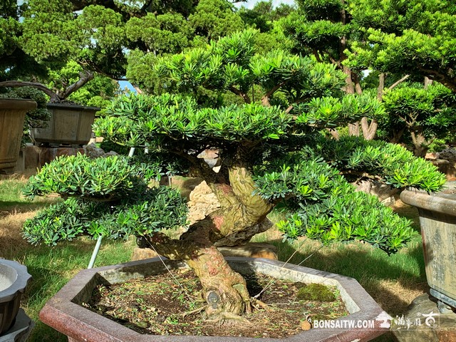 108 [晶鑽羅漢松]整理 盆栽(Bonsai)