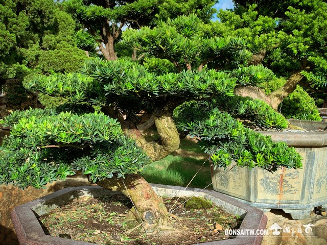 109 [晶鑽羅漢松]整理 盆栽(Bonsai)