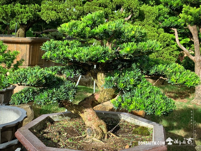 110 [晶鑽羅漢松]整理 盆栽(Bonsai)