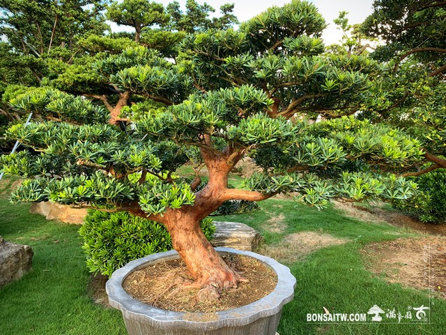 116 [晶鑽羅漢松]整理 盆栽(Bonsai)