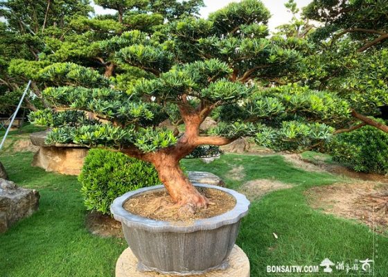 117 [晶鑽羅漢松]整理 羅漢松(Podocarpus costalis)