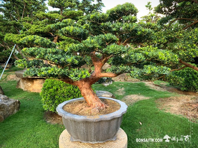 117 [晶鑽羅漢松]整理 盆栽(Bonsai)