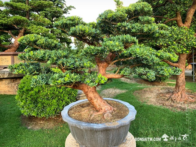 118 [晶鑽羅漢松]整理 盆栽(Bonsai)