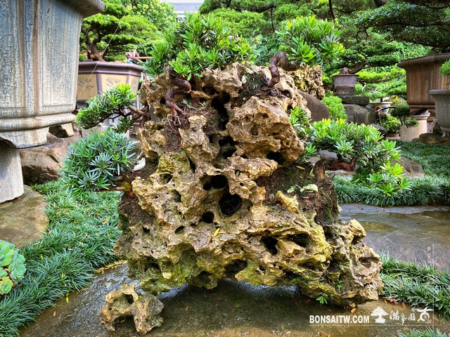 145 [附石]整理 晶鑽羅漢松(Diamond Podocarpus costalis)