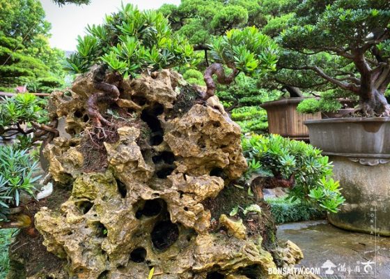 147 [附石]整理 附石盆景(rock with tree)