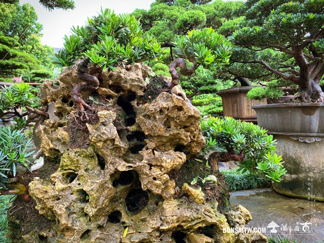 147 [附石]整理 晶鑽羅漢松(Diamond Podocarpus costalis)