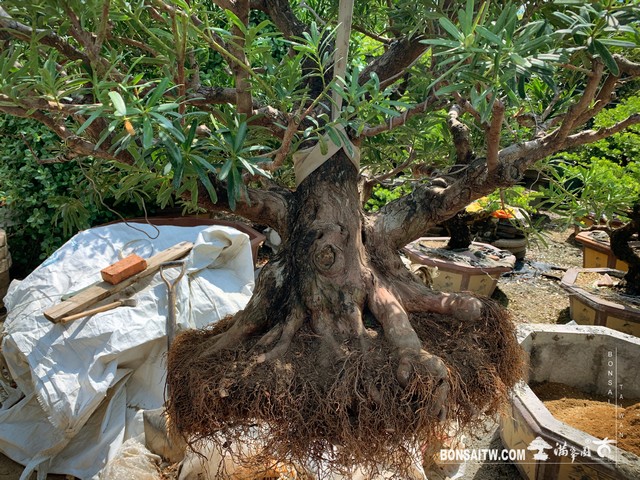 167 [羅漢松]老樹材移植 盆栽(Bonsai)