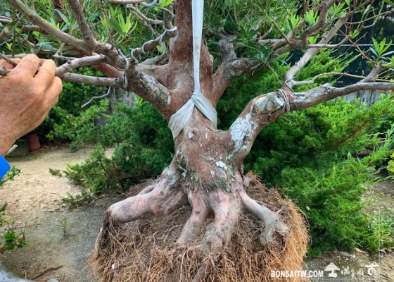 168 [羅漢松]老樹材移植 盆栽