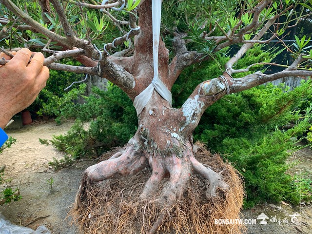 168 [羅漢松]老樹材移植 盆栽(Bonsai)