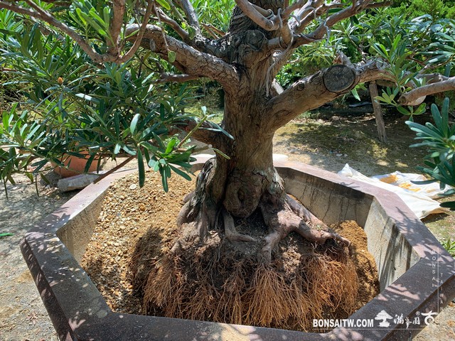 171 [羅漢松]老樹材移植 盆栽(Bonsai)
