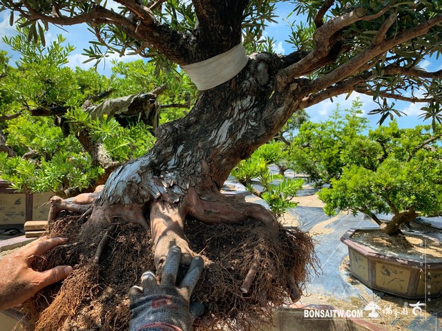 172 [羅漢松]老樹材移植 盆栽(Bonsai)