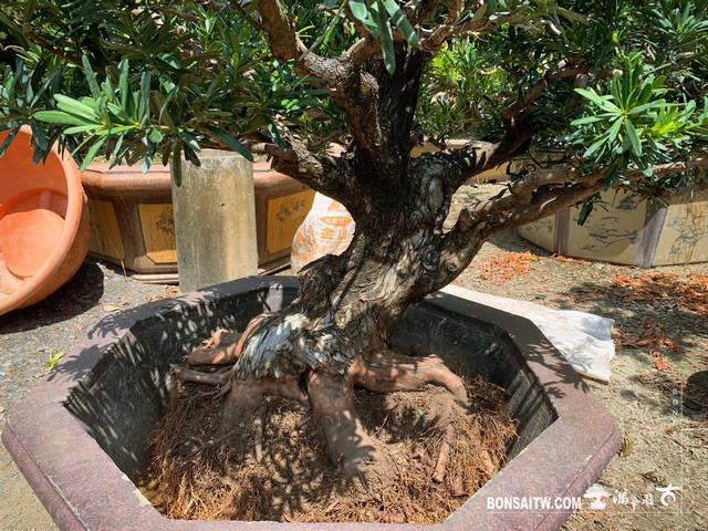 173 [羅漢松]老樹材移植 盆栽(Bonsai)