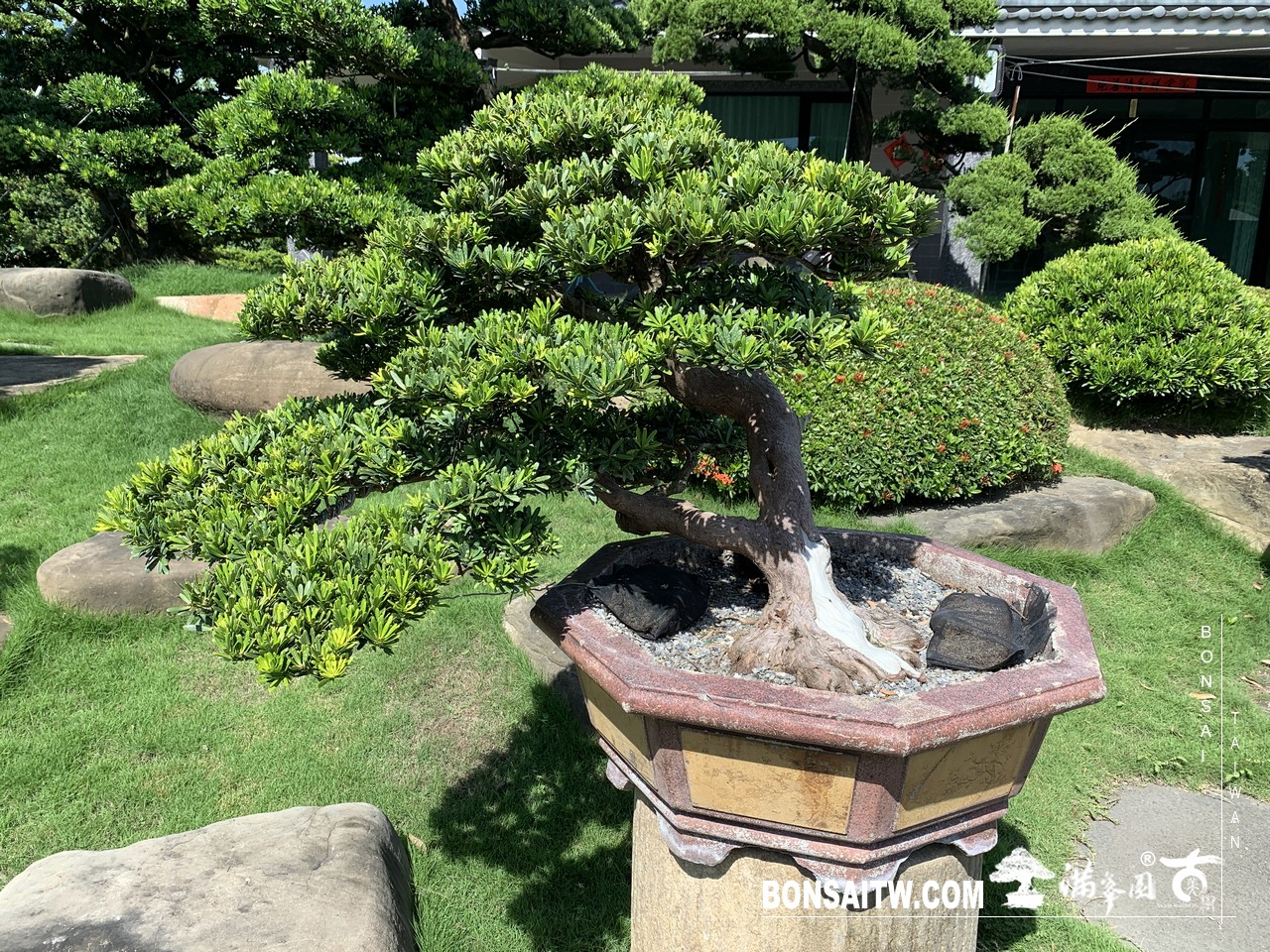 195 [晶鑽羅漢松]整理 盆栽(Bonsai)