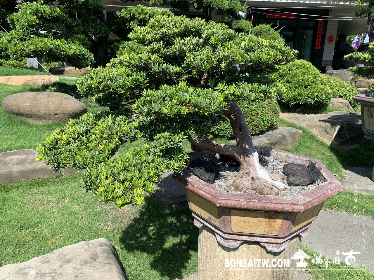 197 [晶鑽羅漢松]整理 盆栽(Bonsai)