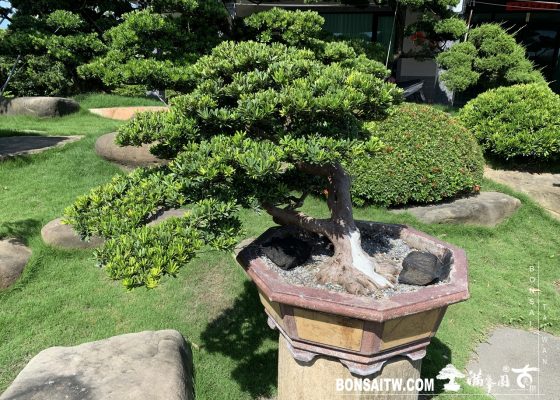 198 [晶鑽羅漢松]整理 盆栽