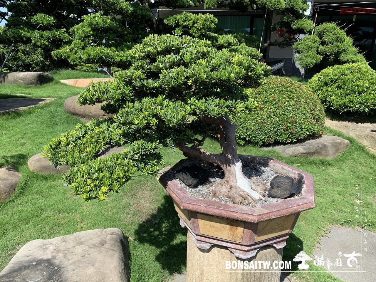 198 [晶鑽羅漢松]整理 盆栽(Bonsai)