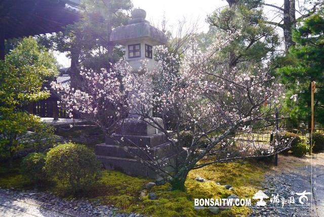 P1390326 [日本庭園]清涼寺(1) 建築與空間(architecture and space)