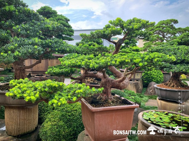 001 [晶鑽羅漢松]等待，是為了下一次的蛻變(35) 盆栽(Bonsai)