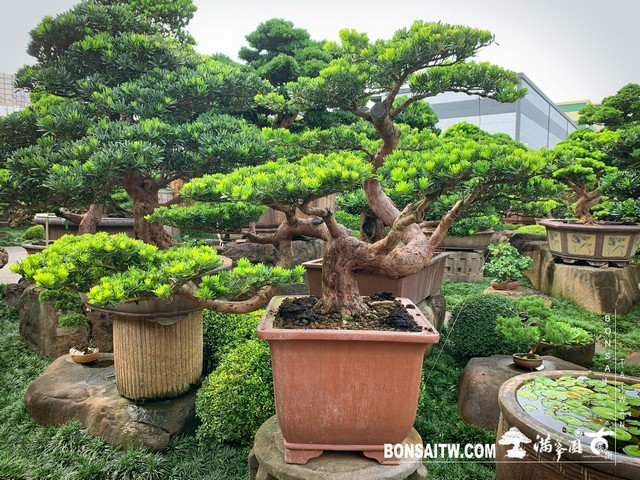 002 [晶鑽羅漢松]等待，是為了下一次的蛻變(35) 盆栽(Bonsai)