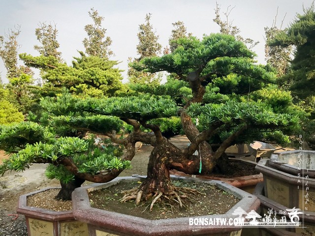 002 2 [晶鑽羅漢松]等待，是為了下一次的蛻變(35) 盆栽(Bonsai)