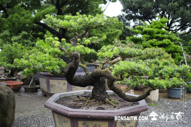 009 [晶鑽羅漢松]等待，是為了下一次的蛻變(35) 盆栽(Bonsai)