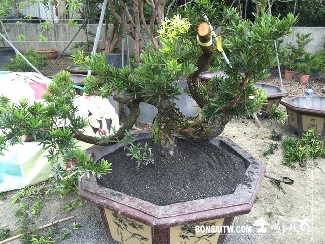 050 [晶鑽羅漢松]等待，是為了下一次的蛻變(35) 盆栽(Bonsai)