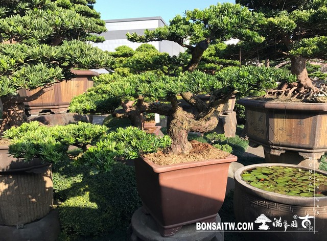 092 [晶鑽羅漢松]等待，是為了下一次的蛻變(35) 盆栽(Bonsai)