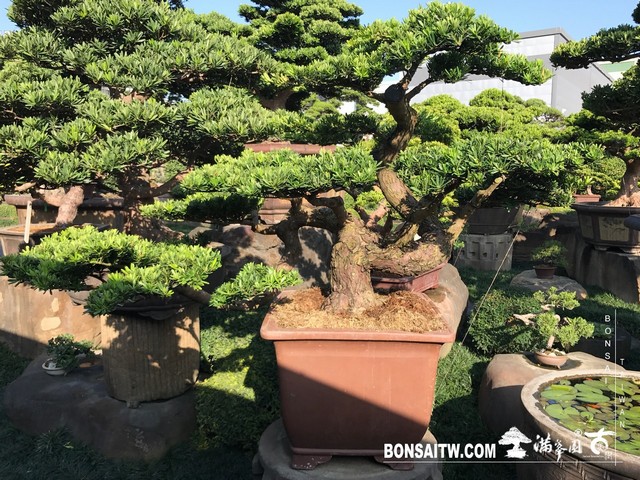 093 [晶鑽羅漢松]等待，是為了下一次的蛻變(35) 盆栽(Bonsai)
