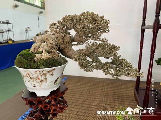 20200817 IMG 9482 [展覽]2020雅風展(1)．美樹分享