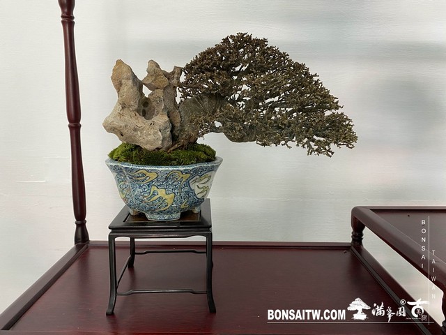 20200817 IMG 9483 [展覽]2020雅風展(1)．美樹分享