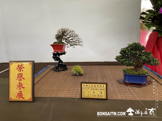 20200817 IMG 9484 [展覽]2020雅風展(1)．美樹分享