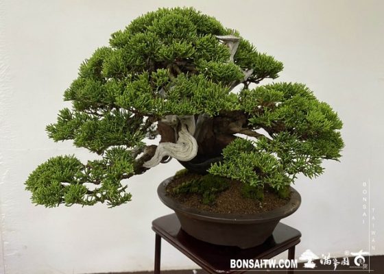 20200817 IMG 9488 [展覽]2020雅風展(1)．美樹分享 bonsai exhibition