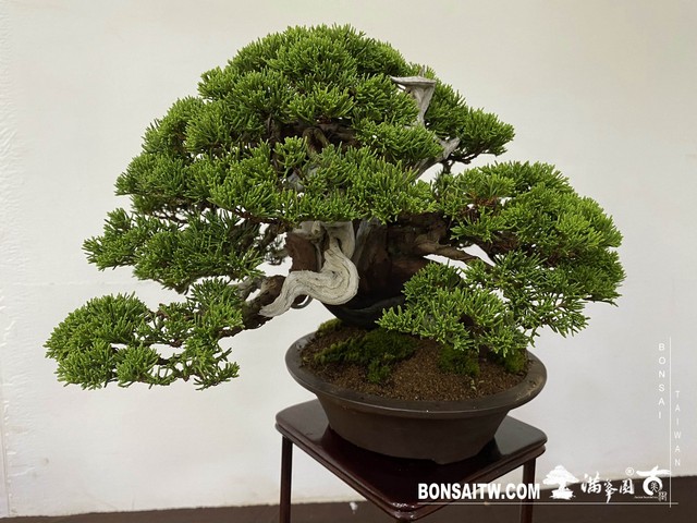 20200817 IMG 9488 [展覽]2020雅風展(1)．美樹分享